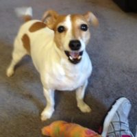 keeley-terrier