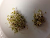 home grown bean sprouts