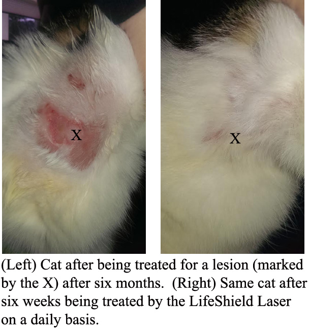 cat lesion after six weeks