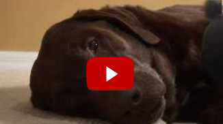Recommended by Veterinarians 